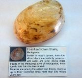 Fossilized Clam Shell
