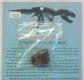 Tyrannosaurus Rex Bone