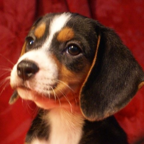 miniature beagle puppies