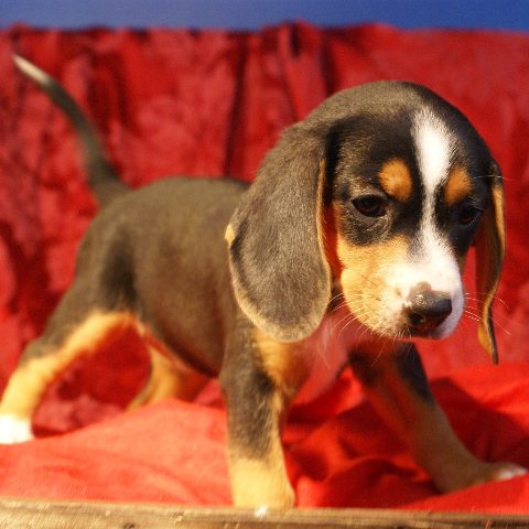 Queen Elizabeth Pocket Beagles - We Have Puppies