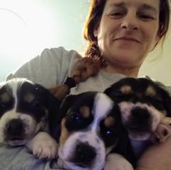 My Super Pocket Beagles of Tennessee