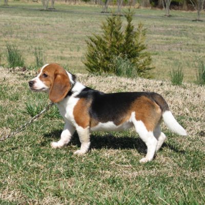Queen Elizabeth Pocket Beagles Qepb
