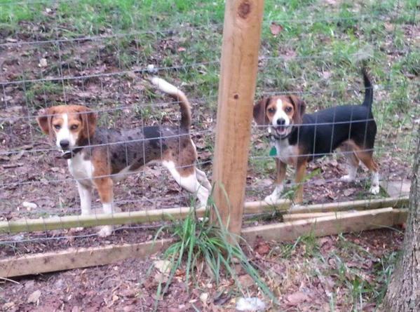 woods creek pocket beagles
