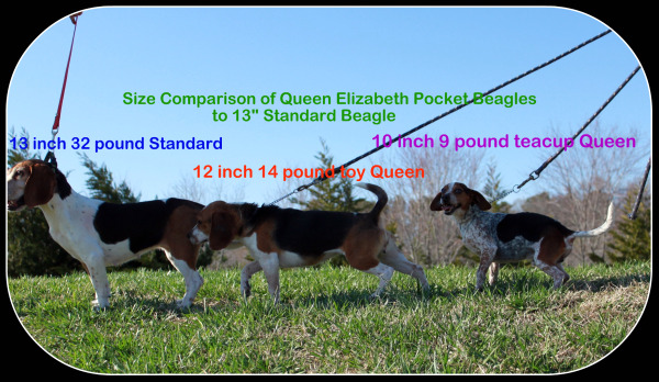 Queen Elizabeth Pocket Beagles Teacup Sized Beagle