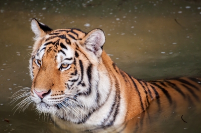 master coach talks about coaching dominant executives, you must take the tiger by the tail