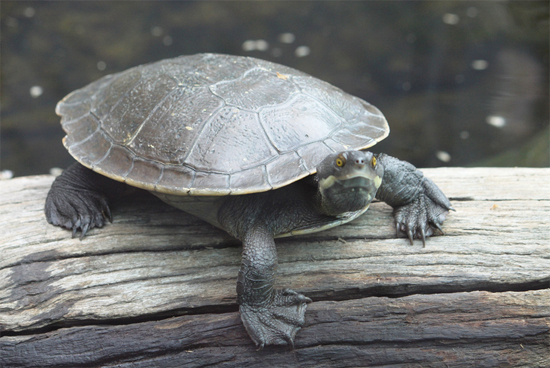 Murray River turtle