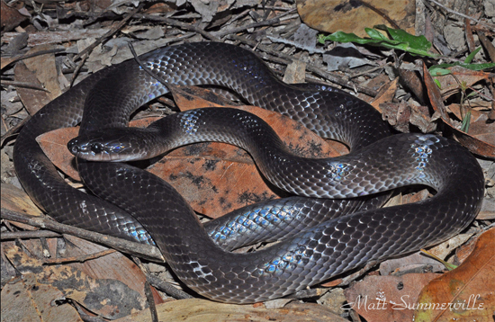 Slaty-grey snake
