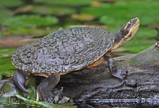 Northern yellow-faced turtle