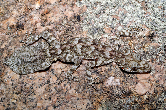 Granite leaf-tailed gecko