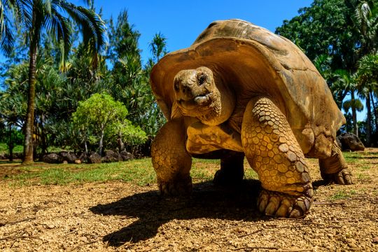 Animals and Wildlife in the Galapagos Islands 