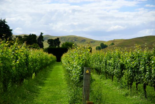 New Zealand's Wine