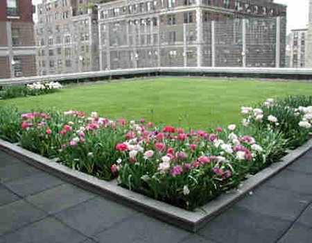rooftop grass and flowers