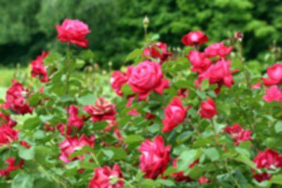 Black Kow The Mature Manure Roses
