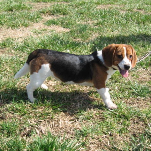 Queen Elizabeth Pocket Beagles Classic Beagle Conformation