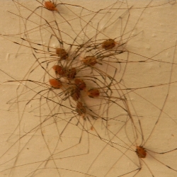 A E Pest Control Pest Control Winder Ga Athens Ga Pest Control Termites Athens Exterminator Dacula Ga
