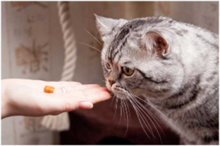 Hand feeding kitty