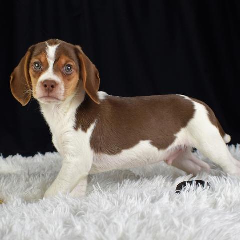 chocolate pocket beagle